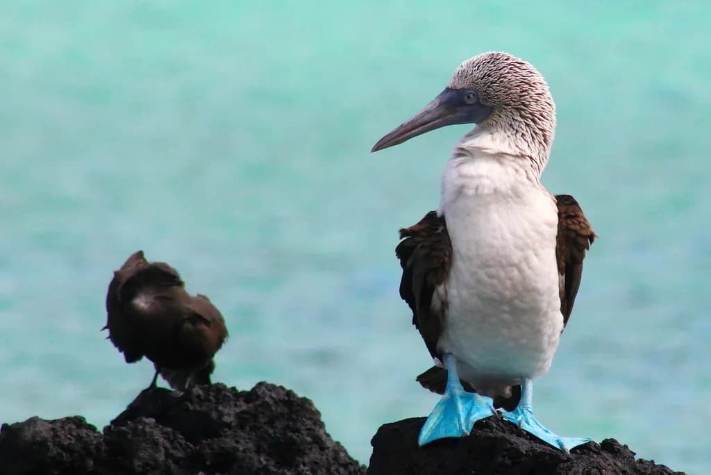 Booby and Noddy Birds