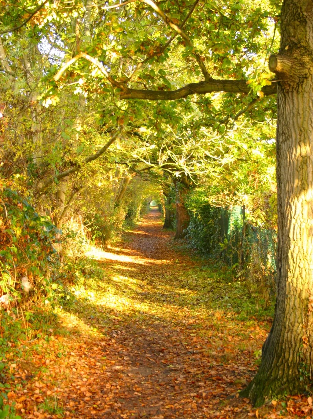Leafy Lane Path