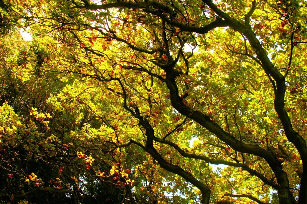 Golden Leaves Canopy