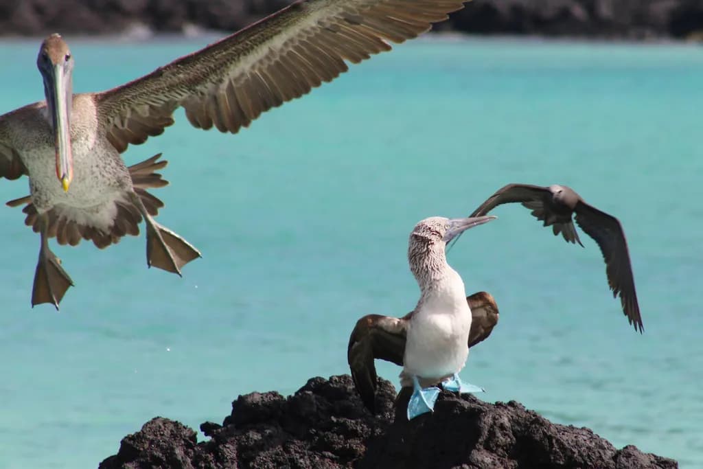 Booby Noddy Pelican Hello