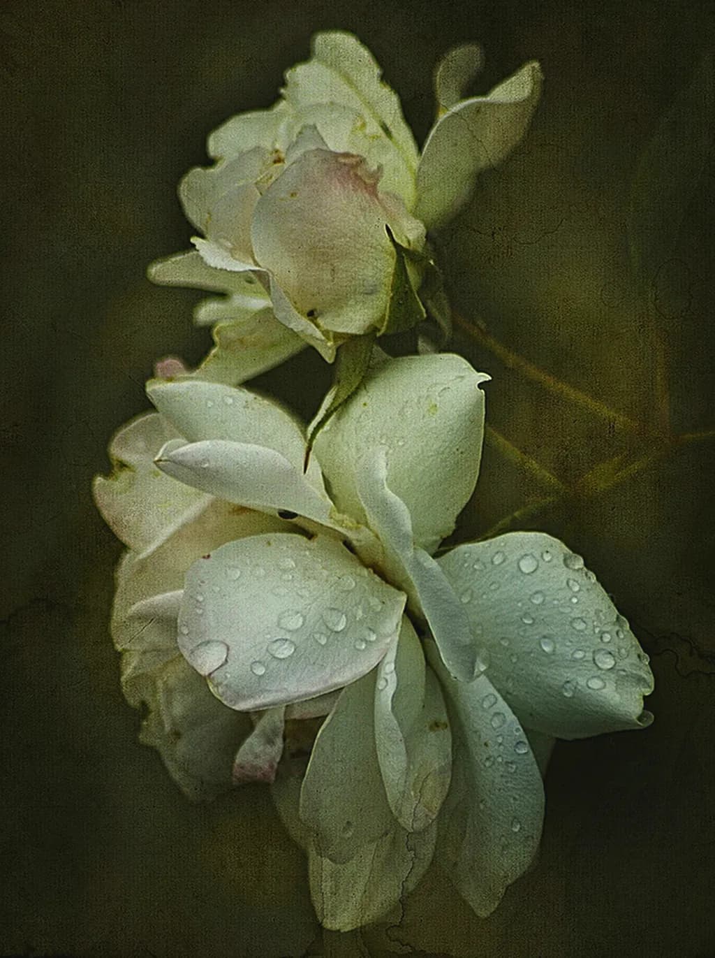 Old Fading Roses