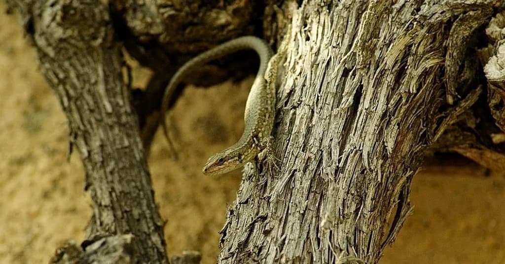 Blended Lizard