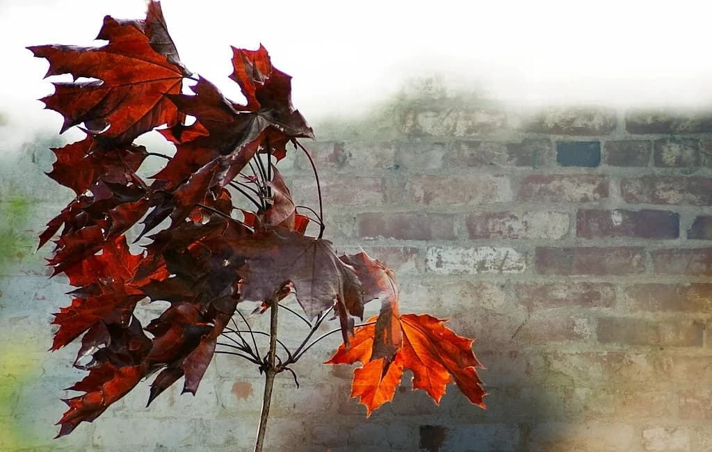 Autumn Contrast