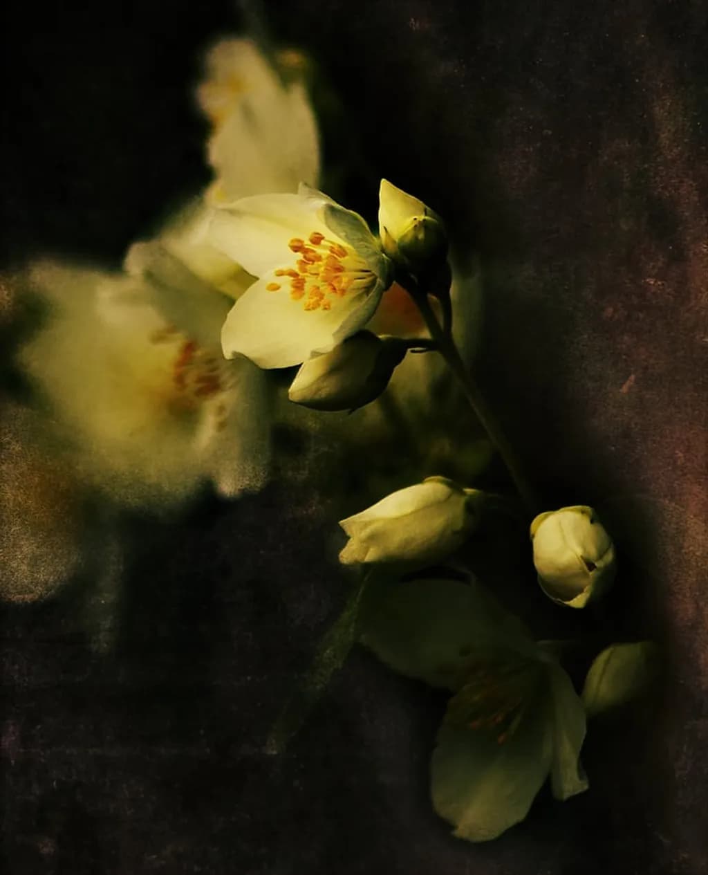 Fading Petals