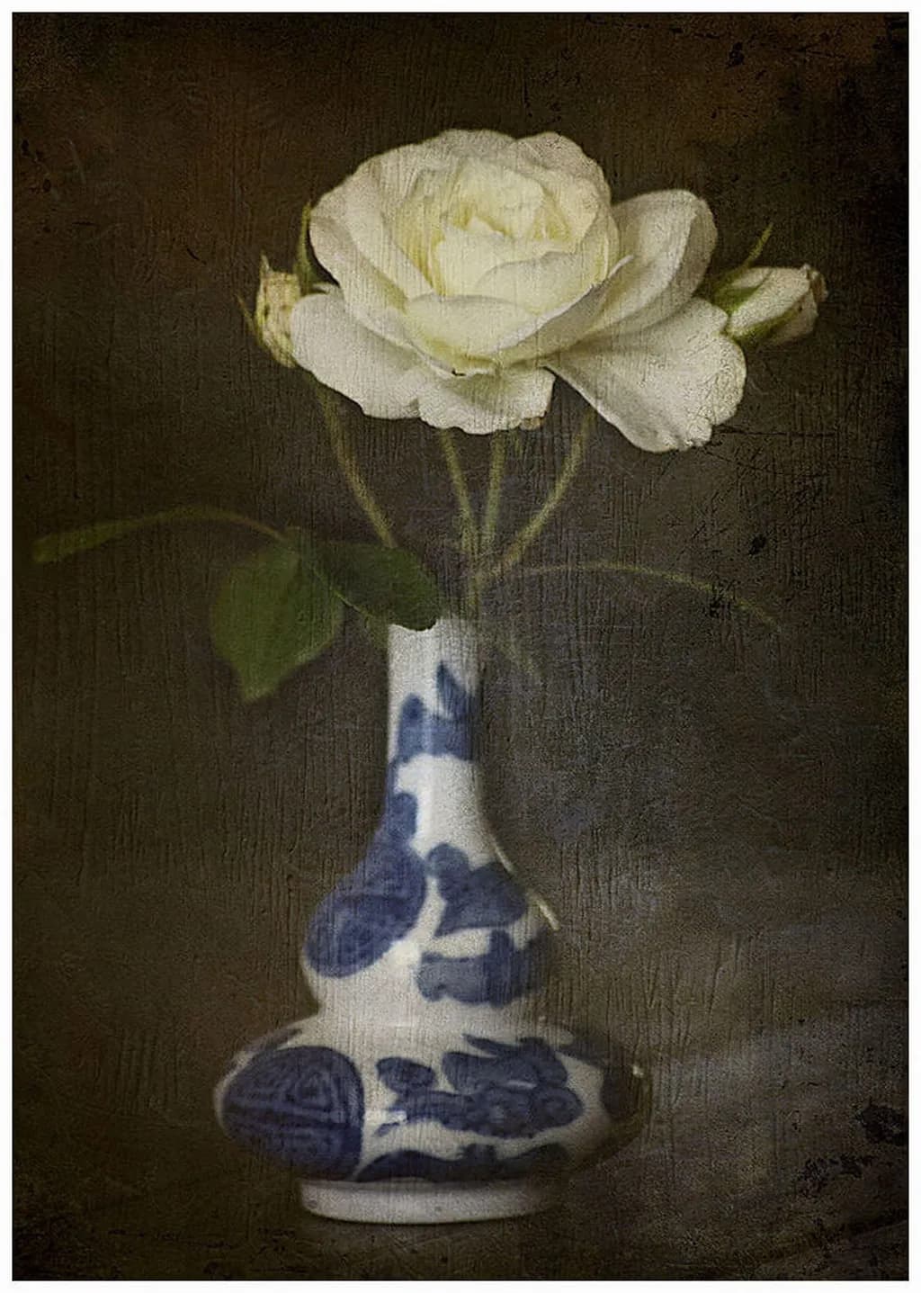 White Rose Still Life