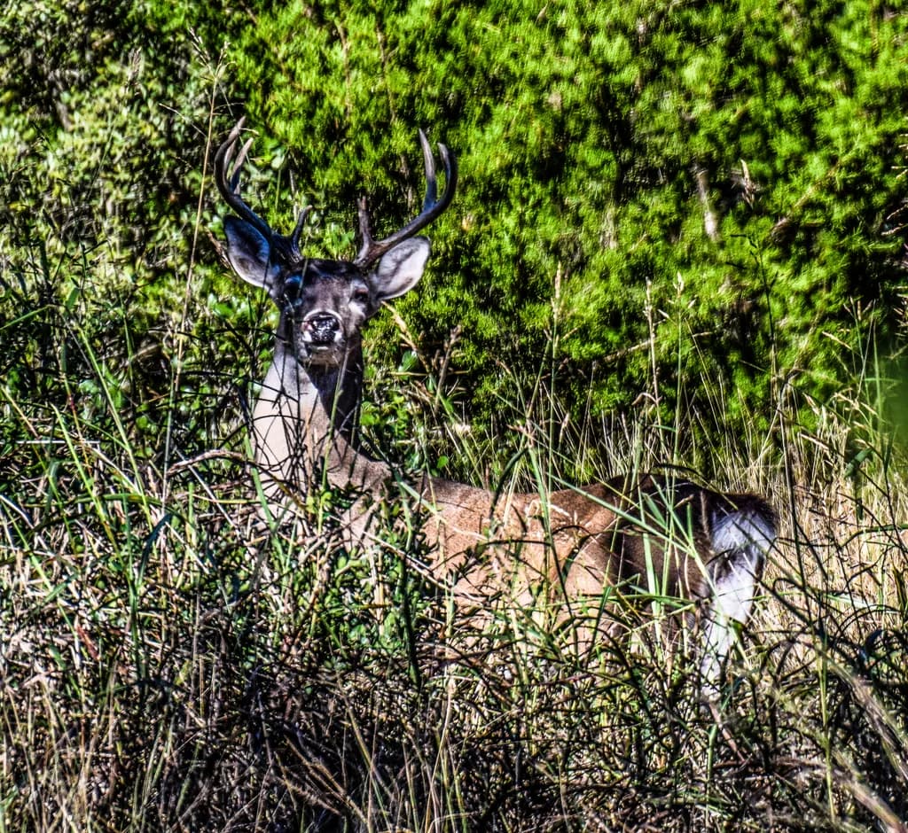 Whitetail Buck in Bush