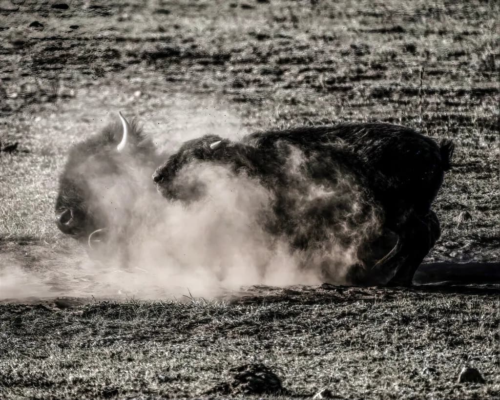 Bison Cow-Calf Dust Bath