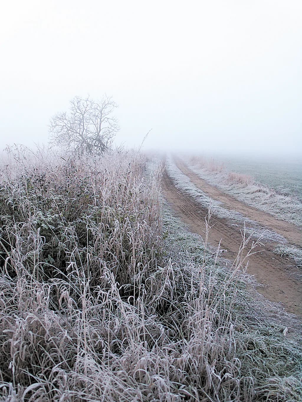 Frosted Pathway
