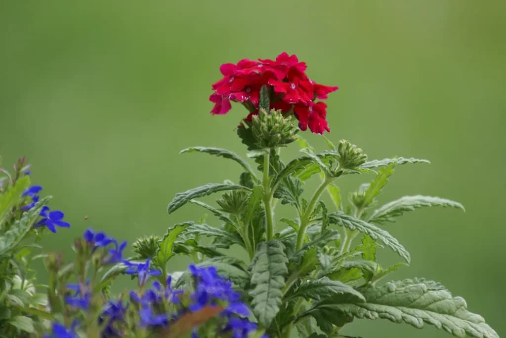 Red Bloom Focus