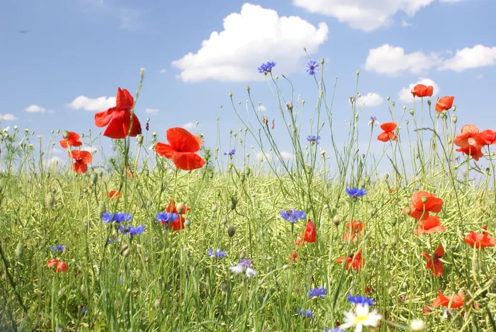 Poppy and Cornflower Meadow
