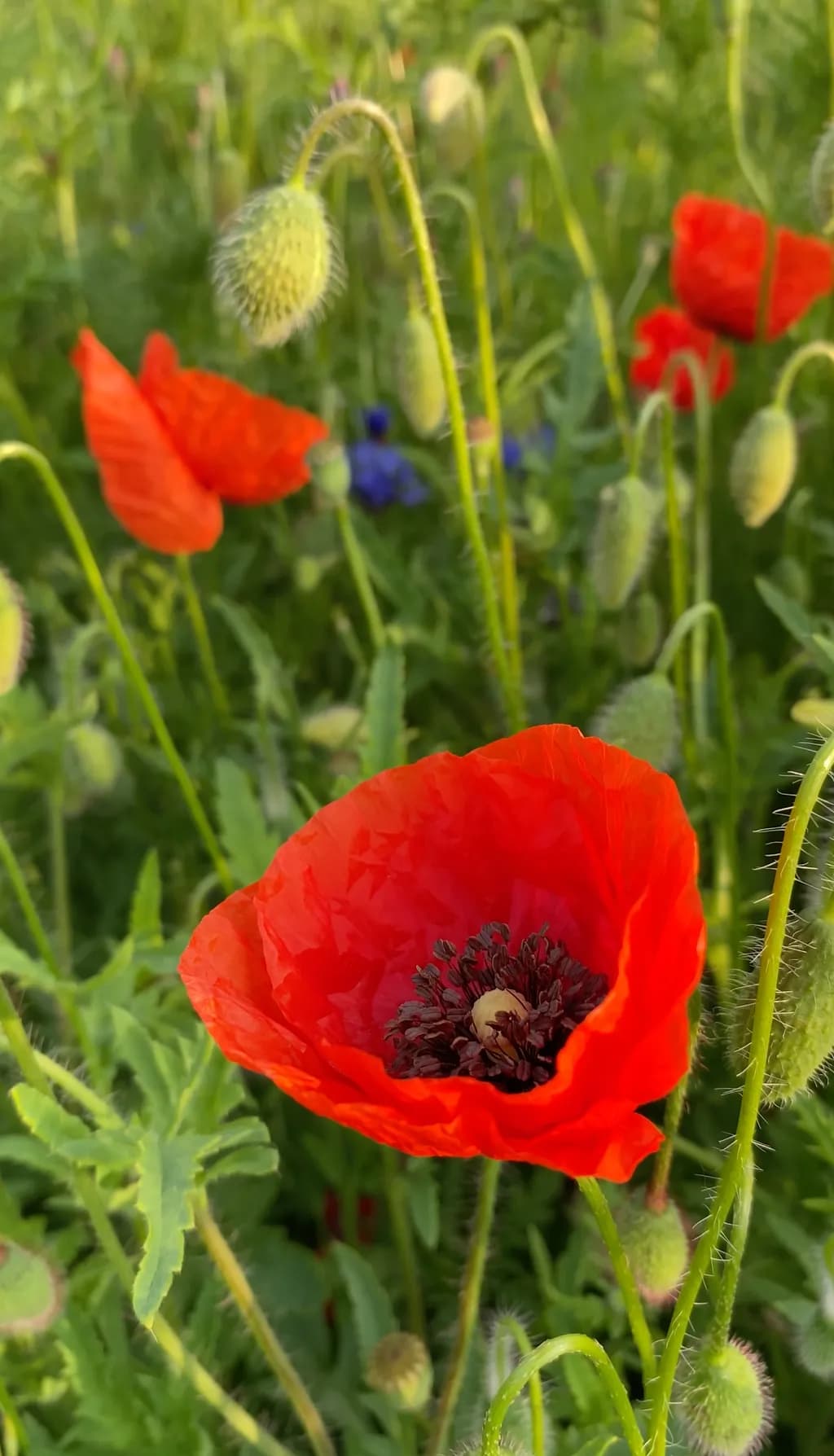 Red Bloom