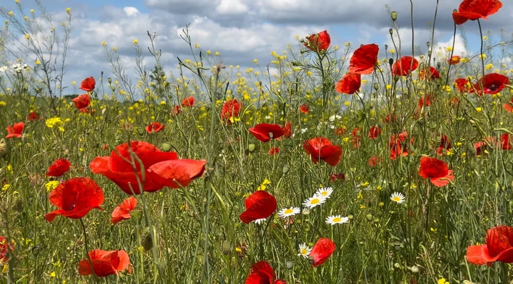 Wild meadows