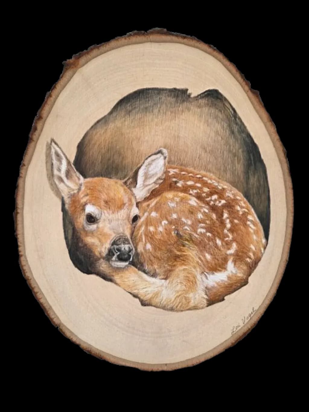 Resting Fawn