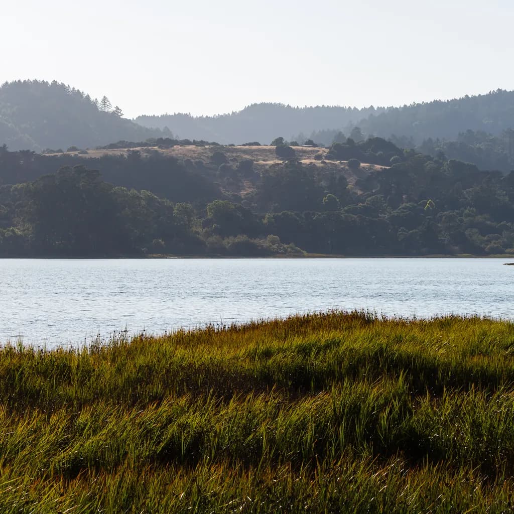 Marshland Horizon
