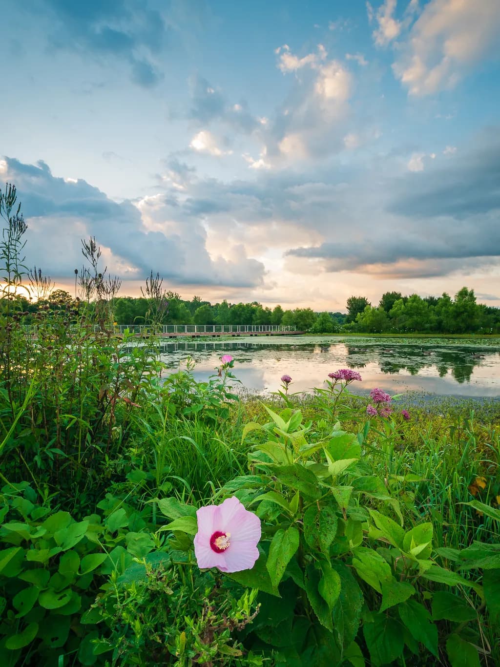 Morning Bloom by the Lake