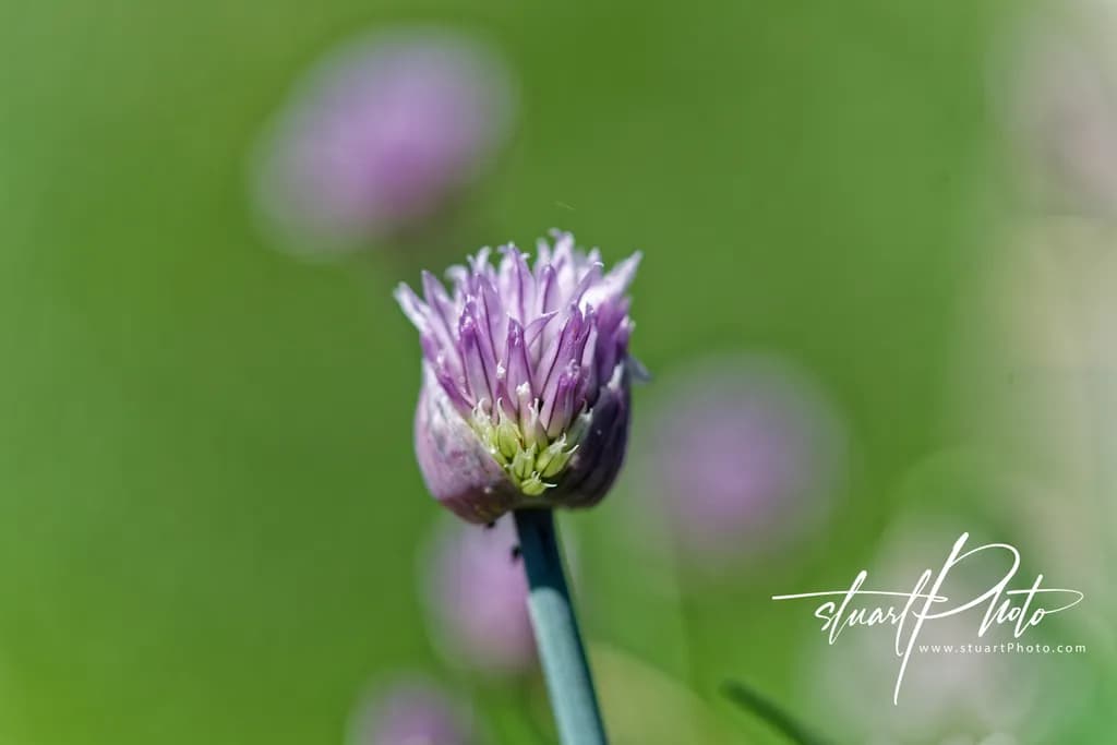 Dawn in the Herb Garden: The Chive’s Delicate Crown