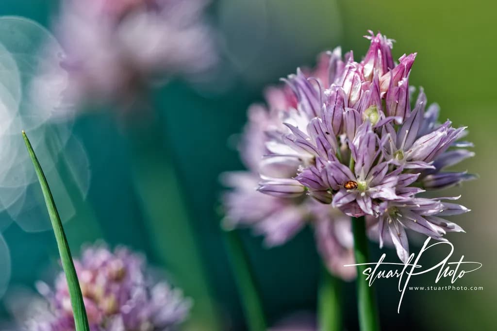 Bokeh and Breath — The Quiet Elegance of Chive Blooms
