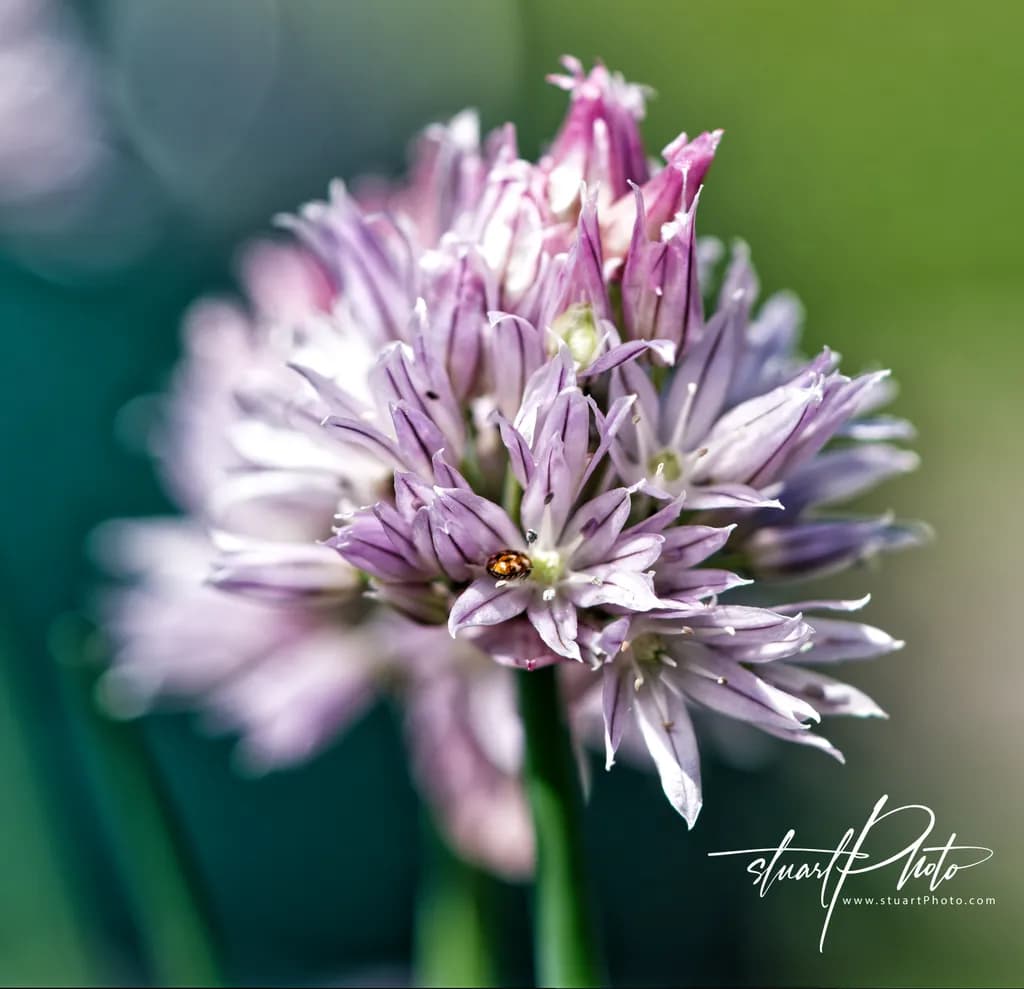 Softly Unfurling — A Macro Moment with A Chive Bloom