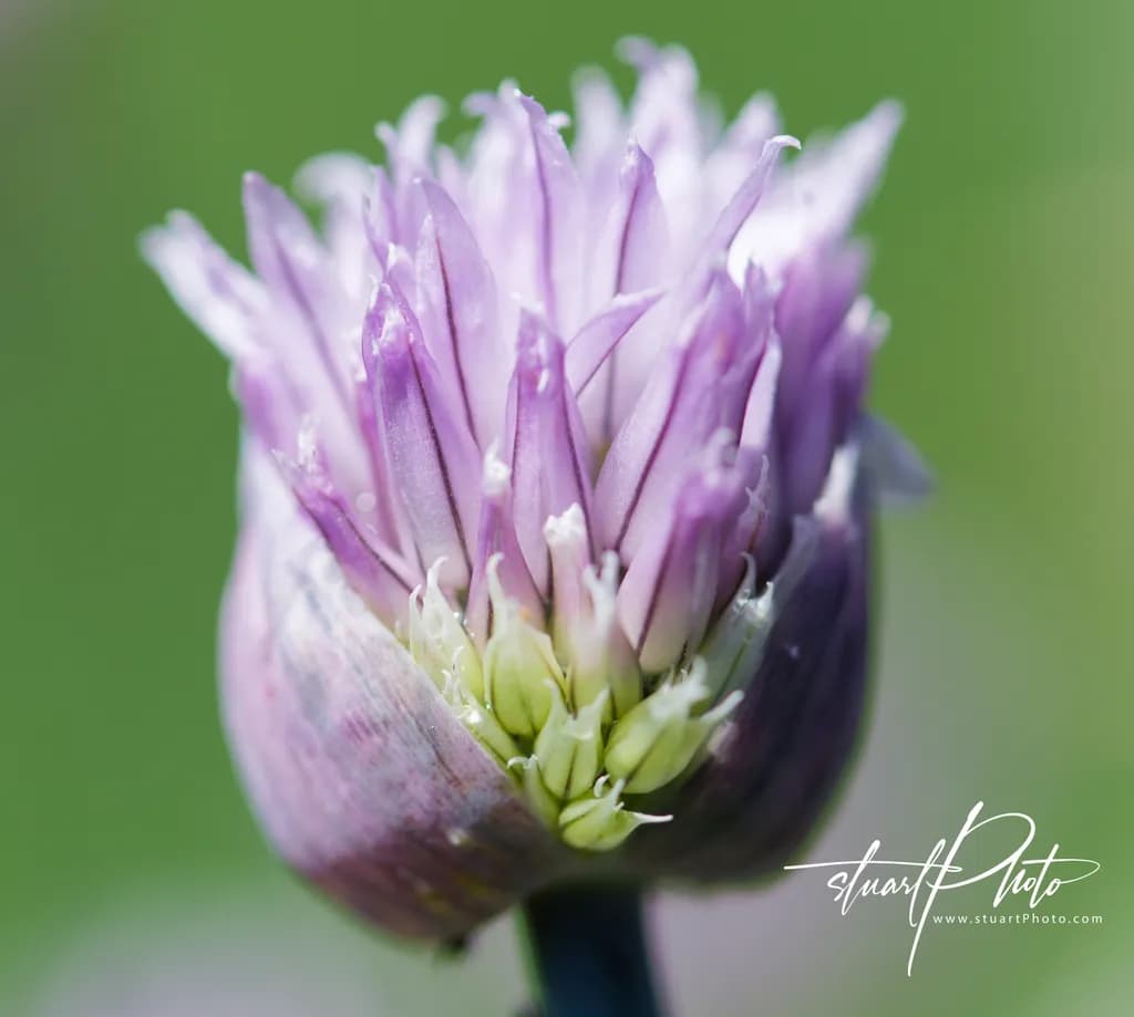 Petals in Pause: A Macro Moment of Quiet Growth