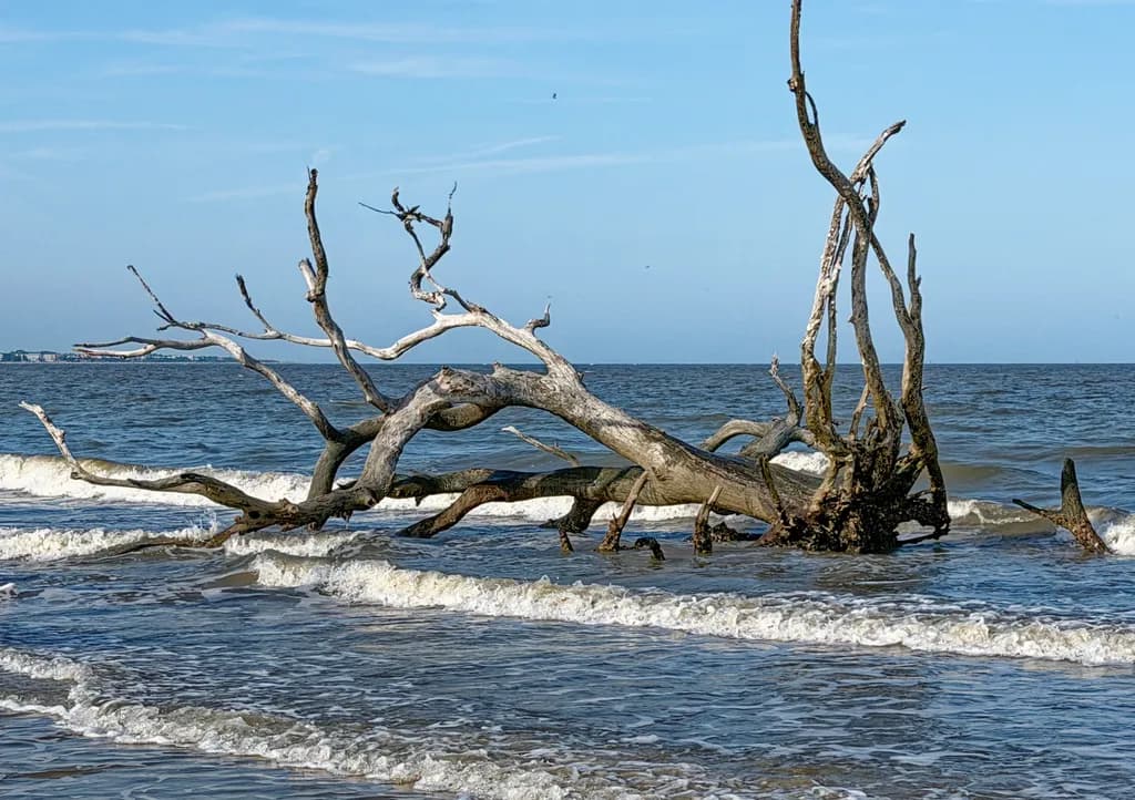 Driftwood Beach Savannah Georgia