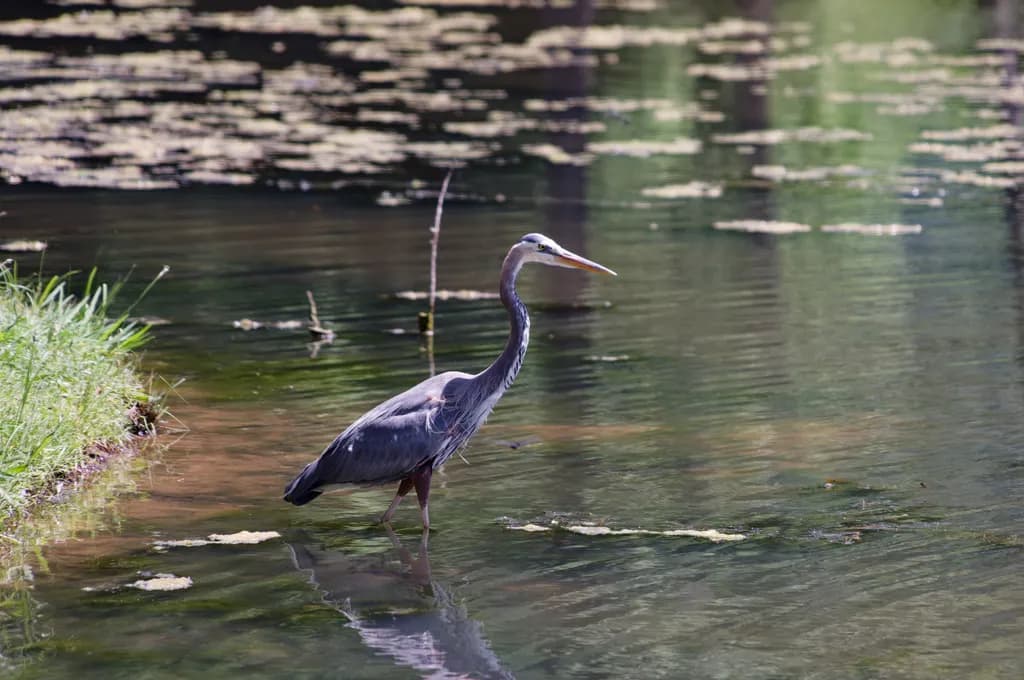 The Heron Hunter
