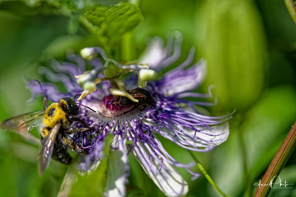 Pollination Focus