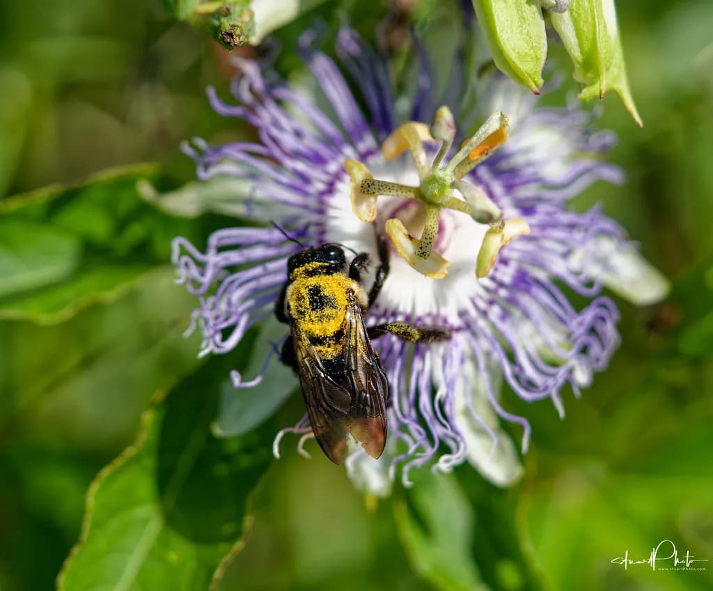 Pollen Collector