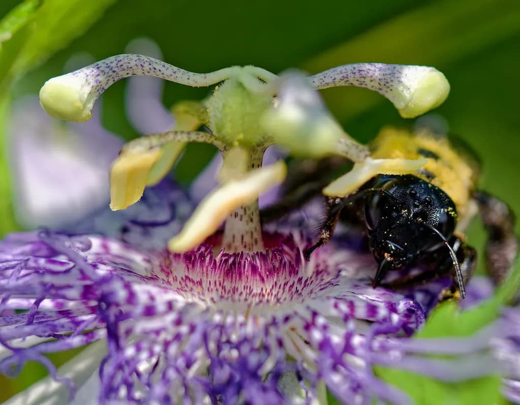 Pure Pollen Pleasure