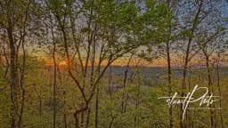 Sunrise Through the Trees