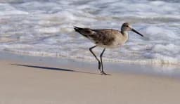 Morning Willet
