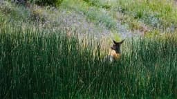 Elk in the Grass