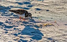 The Ruddy Turnstone is A Sandy Forager