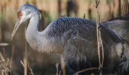 Muted Morning: Portrait of a Sandhill Crane Among The Grass