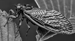 Cicada Resting
