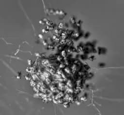 Spider Birth: Bursting into A New World