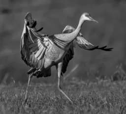 The Sandhill Crane: Elegance in Motion