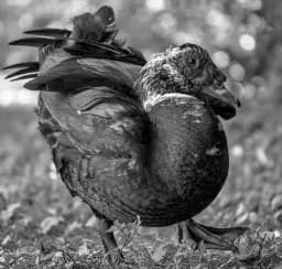 Between Steps and Stillness: Portrait of a Muscovy Duck