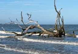 Driftwood Beach Savannah Georgia