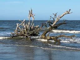 Tidebound Driftwood