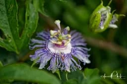 Purple Passionflower Closeup