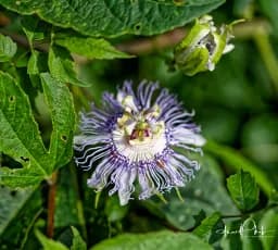 The Passion Flower