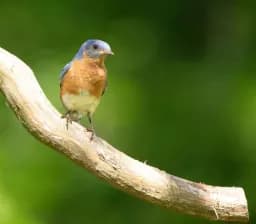 Perched Bluebird