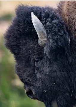 Profile of a Plains Giant: The American Bison
