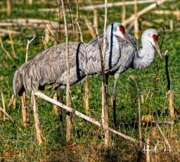 Whispers in the Stalks: Two Sandhill Cranes in a Sunlit Field