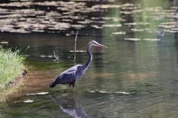 The Heron Hunter