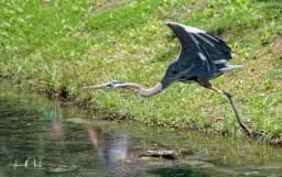 Taking Flight