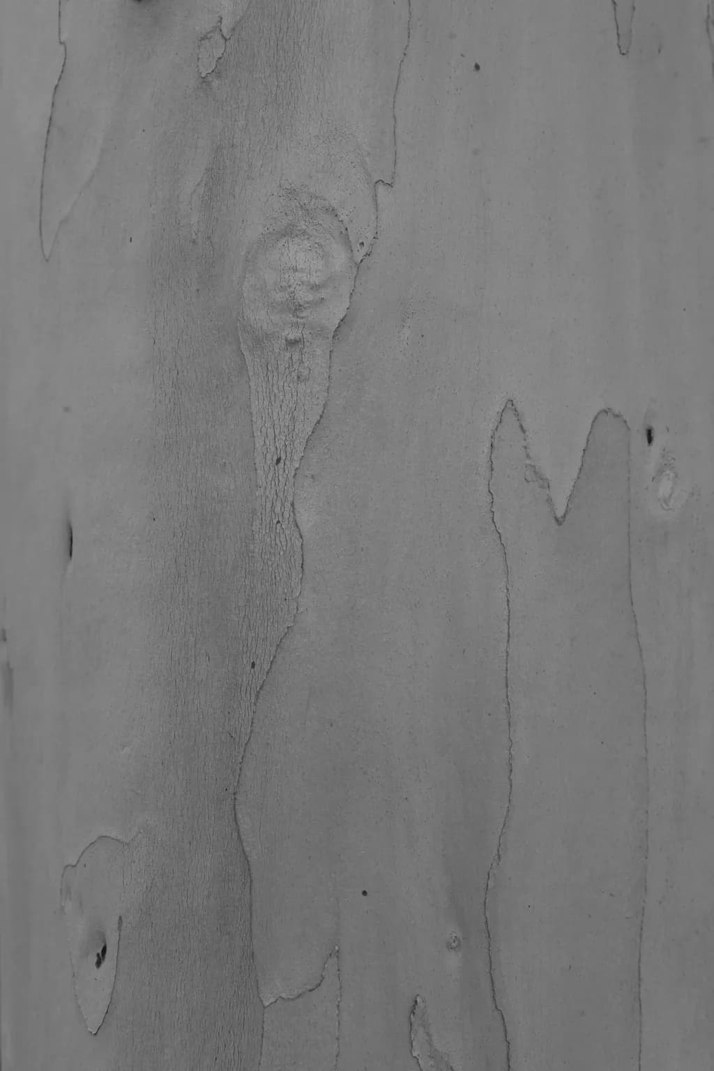 Eucalyptus Tree Bark Texture