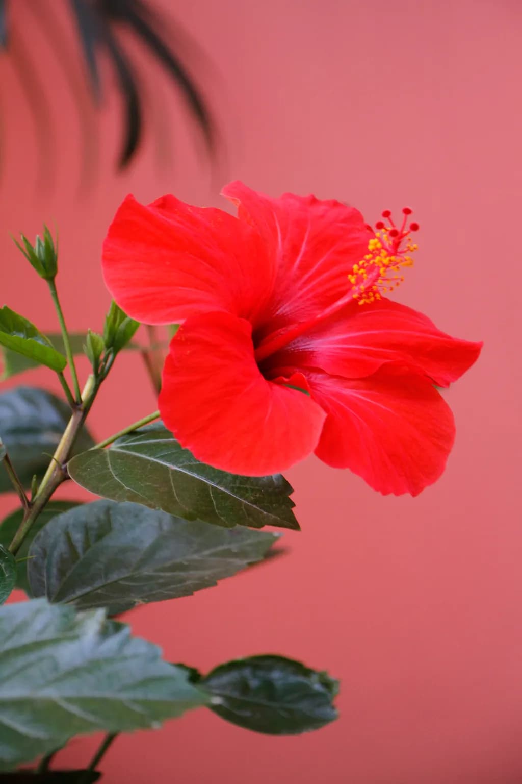 Hibiscus Bloom