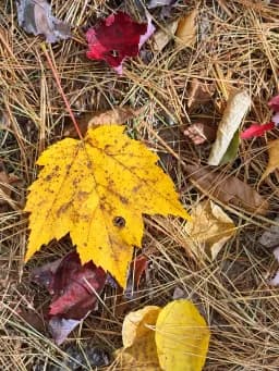 Golden Autumn Forest Floor