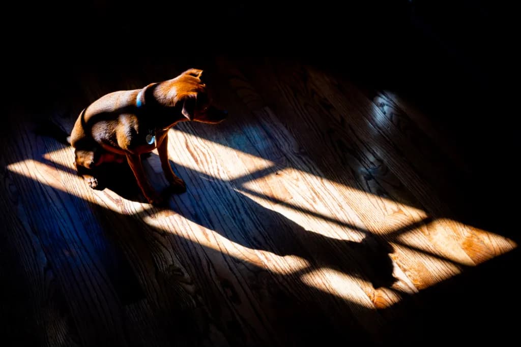 Sunbeam Silhouette